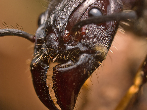 5 наиболее устрашающих насекомых в мире